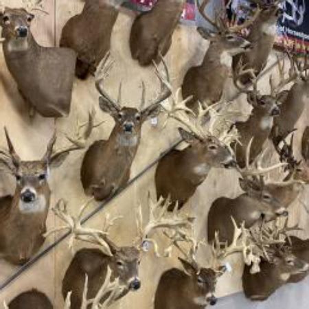 View Full Photo Gallery. . Upcoming taxidermy auction
